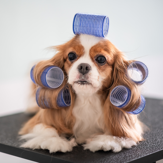 What Every Pet Parent Should Know About Grooming: Insider Tips from Your Groomer