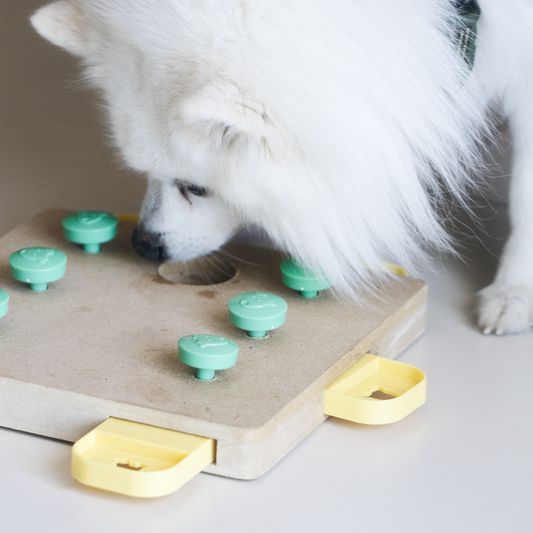 10 Fun Brain Games for Dogs